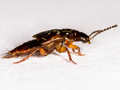 Tachinus rufipes
